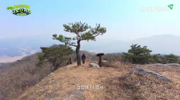 마운틴_예쁜 소나무